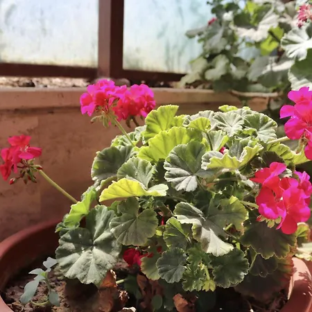 Yaprak Апарт-отель *